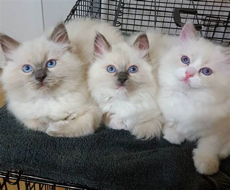 ragdoll cat price philippines 2024|Ragdoll Cats: The Most Popular Cat Breed In The .